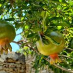 Pomegranades